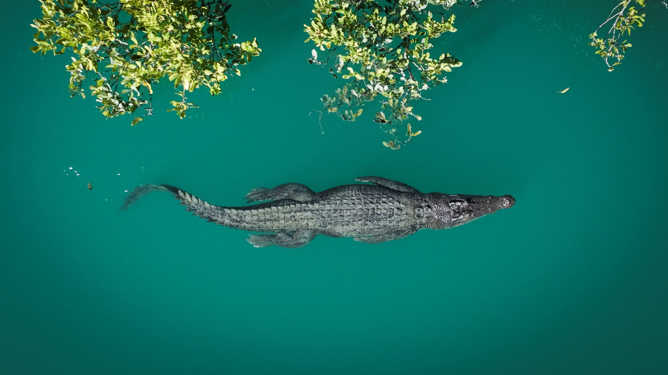 Kingdom of the Crocodile. Supplied by Wild Pacific Media